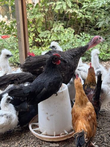 беде прес бишкек: 🐣Продаю декоративные карликовые породы кур и петухов! Отличные