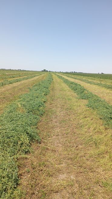 Корма для с/х животных: Продам чистый клевер тюки самовывоз с поля прессуем как для себя
