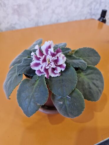 Герани и пеларгонии: Комнатные цветы at lalafo.kg — 4 Герани и пеларгонии: Комнатные цветы — 4