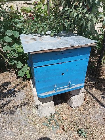 sudluk inekler satışı: Arıçılıq üçün taxta pətək korpusları - Material: qalın taxta — 7
