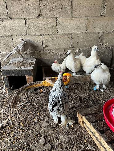 Куры, петухи: Продаю | Петух, Куры — 9
