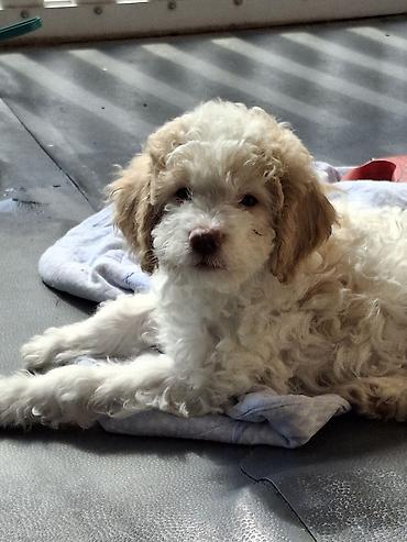 Psi: Rase: kovrdžavi štenad malog do srednjeg rasta rase Lagotto Romagnolo — 4