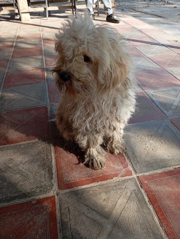 İtlər: Bişon Frize — 3