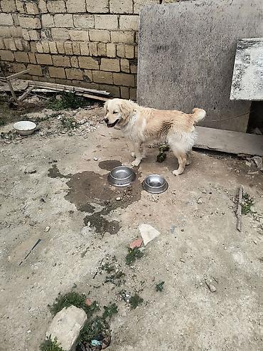 labrador retriever: Retriever, Peyvəndli — 1