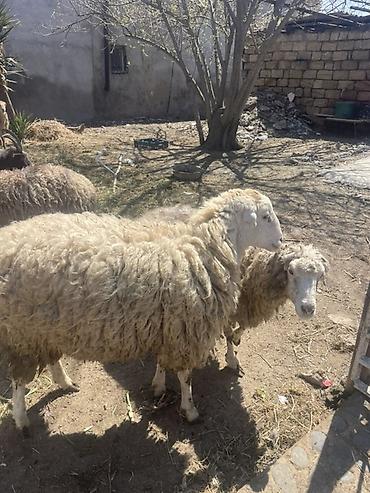 Qoyunlar, qoçlar: Qoyun və Keçi — təsərrüfat heyvanları - Növ: yerli qoyunlar və uzun — 31