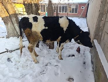 Коровы, быки: Продаю | Тёлка | Для молока | Привязанные — 9