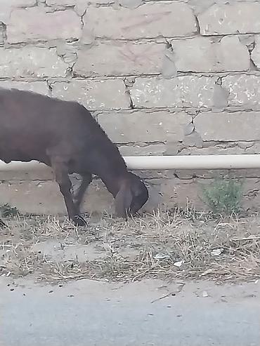 qurbanliq qoyun: Saf qan təmiz hələb təkəsi, onnan dönmə çəpişlər, Ana-bala qoyunlar. 2 — 5