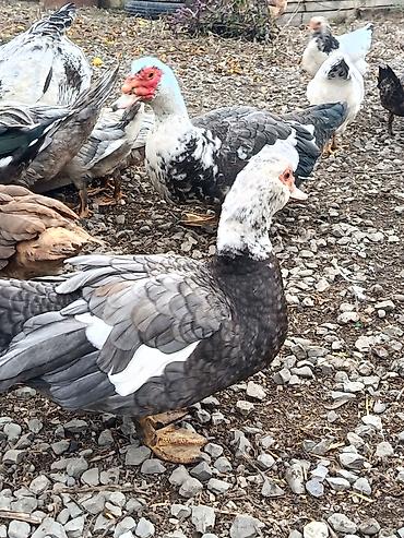 heyvan bazari keci: Dişi, | Lal ördək, Ətlik, Ödənişli çatdırılma — 10