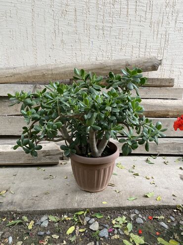 тырмоо мала: Акча багы