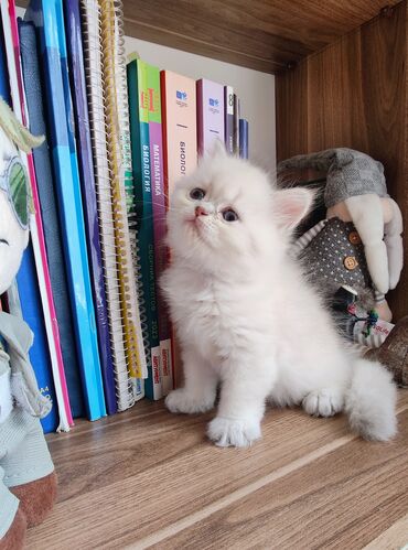 Pişiklər: Britan -da lalafo.az — 2 Pişiklər: Britan — 2