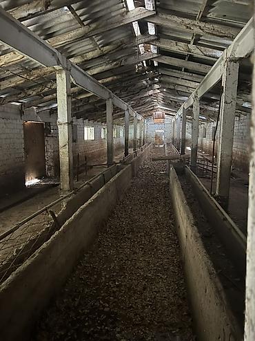 Продажа сельхоз предприятий: Сельскохозяйственные корпуса/сараи под фермерство Описание: - — 2