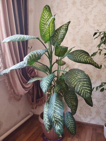 Диффенбахии: Диффенбахии at lalafo.kg — 10 Диффенбахии: Диффенбахии — 10