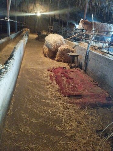 Продажа домов: Дом, 12 м², 4 комнаты, Собственник — 5