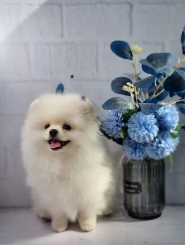 İtlər: Şpitz, 1 il, Dişi, Peyvəndli, Rayonlara çatdırılma, Pulsuz çatdırılma, Ünvandan götürmə — 12