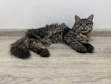 chi su: 🐾 Три котёнка ищут любящих хозяев 🐾 Трое очаровательных котят — 6