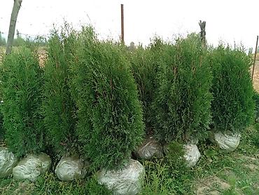 фазан купить мясо: Туя западная «Смарагд» (Thuja occidentalis ‘Smaragd’) — декоративные — 8