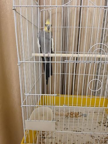papuqay type 1: Nimfa (Cockatiel) papağanı və qəfəsi - Növlə: Nimfa (cockatiel) — 2