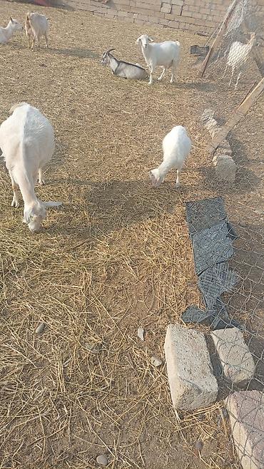 heyvan alqi satqisi: Südçülük üçün keçilər sürüsü SANEN ALPİN MACAR CİNSLERİ ANA KEÇİLER — 9