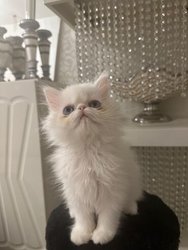 Pişiklər: Cins Paroda pişikləri. Şotland, Britan, Pers. Rəngləri də cür bə cür — 18