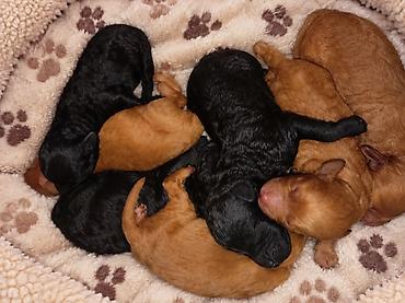cins itler: 🐶 Bakıda Maltipoo balaları satılır — 7 bala! ❤️ 6 oktyabr 2026-cı il — 4