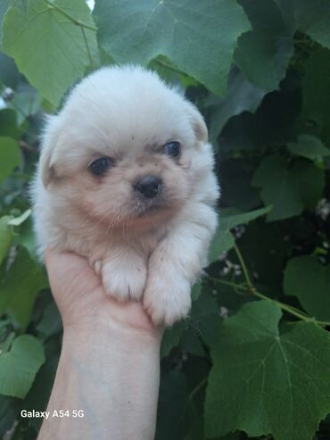 İtlər: Pekines, 2 ay, Erkek, Peyvəndli, Pulsuz çatdırılma, Ödənişli çatdırılma