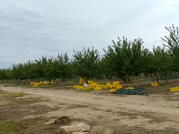 большие пластиковые горшки для цветов: Zeytun yigimi kiloynan güne 70 80 manat yığmaq mümkündür işləmək