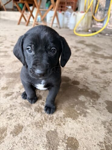 Psi: Štenci mešanci – više štenaca različitih boja i šara Opis: - Leglo — 16