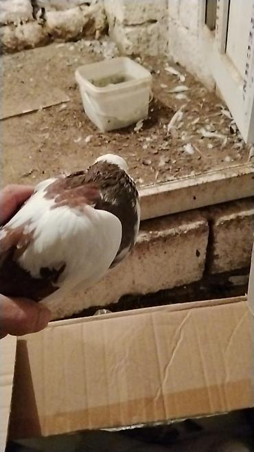 lalafo goyercin satisi: Ev göyərcinleri tek tek gotren olsa Ayr qiymet olacay hamsn gotren — 3