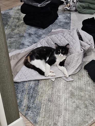 кошка черная: Кошка даром: Беспородная, 3 года, Девочка, Кастрирована, Приучена к лотку, Проглистована — 6