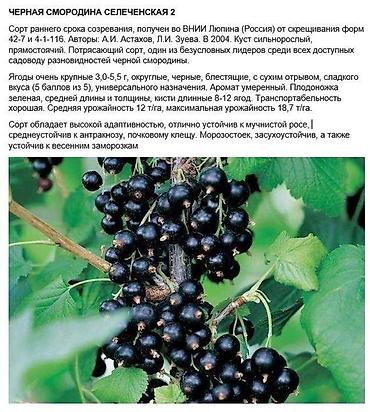 Карагат: Продаются саженцы черной и золотистой смородины (Капитан)! Черная — 3