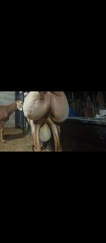 хомяк коины: Продаю | Баран (самец) | Арашан | Для разведения | Осеменитель — 5