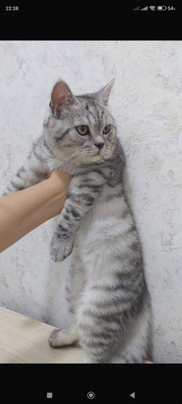 pişik sortlari: Tabbi