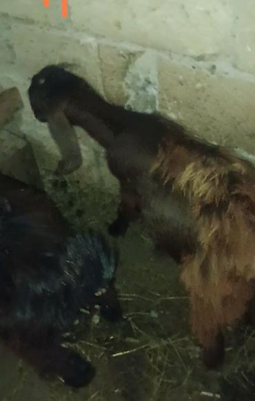 hovsan toyuq fermasi: Təmiz qan hələb çəpisleridi 3-4 ayliq qara erkəy xina rəngi dişidi çut — 2