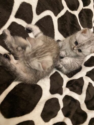 Pişiklər: Britan yastı qulaq, Erkək, Dişi, Yaxşı əllərə, Ünvandan götürmə, Pulsuz çatdırılma, Ödənişli çatdırılma — 61