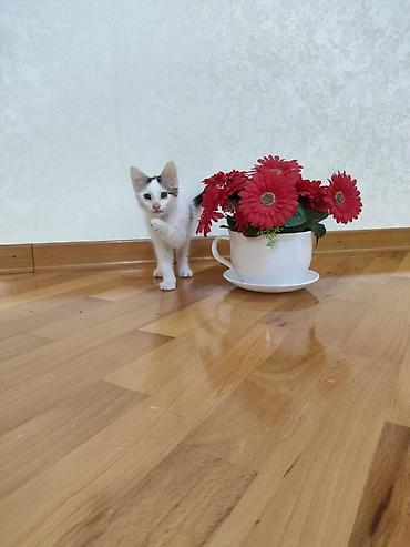 gul buketleri sekilleri: Dekorativ qırmızı gerbera gülləri (süni), böyük fincan formalı ağ vaza — 1