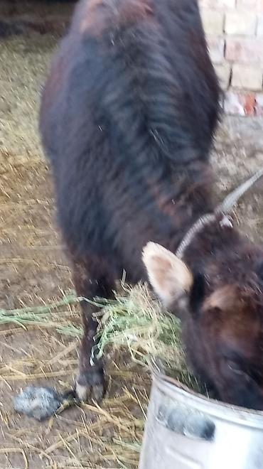 Коровы, быки: Продаю | Тёлка | На откорм | Привязанные — 5