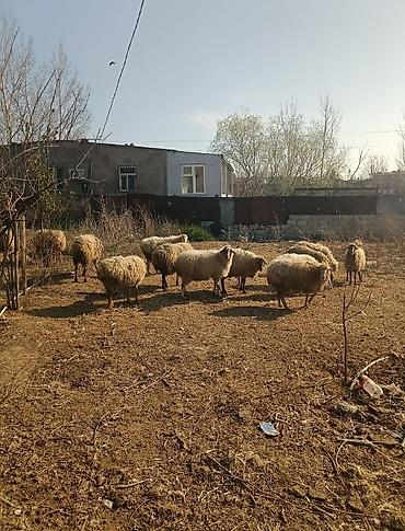 Digər kənd təsərrüfatı heyvanları: Digər kənd təsərrüfatı heyvanları — 14