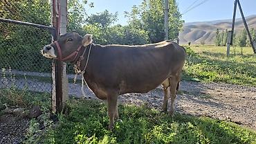 породистые кошки бишкек: Продаю | Корова (самка) — 4