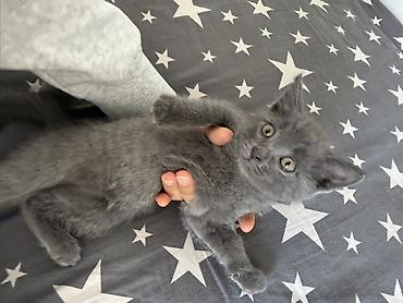 котята британские: Отдам котенка в заботливые руки. - Порода: короткошёрстный — 9