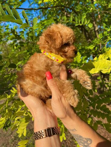 Psi: Odgajivacnica pasa "Happy Puppies" ima u ponudi muzjake patuljaste i — 9