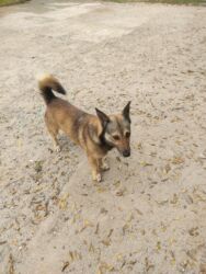 İtlər: Zvonok, 1 il, Erkek — 1