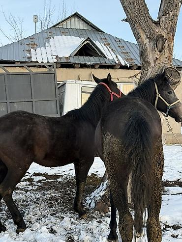 Лошади, кони: Продаю | Жеребец, Жеребенок | Рабочий — 3