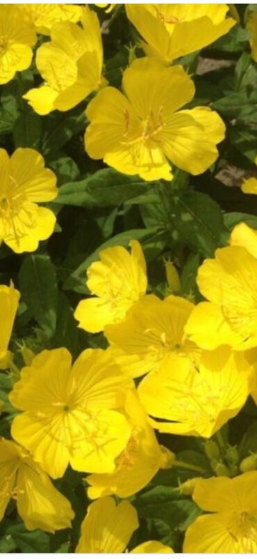 цветы многолетние: Энотера жёлтая многолетнее растение, неприхотливое. Долгоиграющее