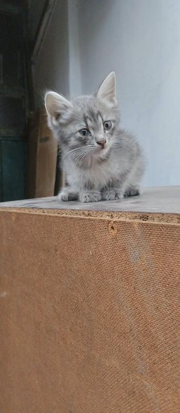 Мышыктар: Котята серого и дымчатого окраса - Возраст: примерно 1,5–2 месяца (по — 3