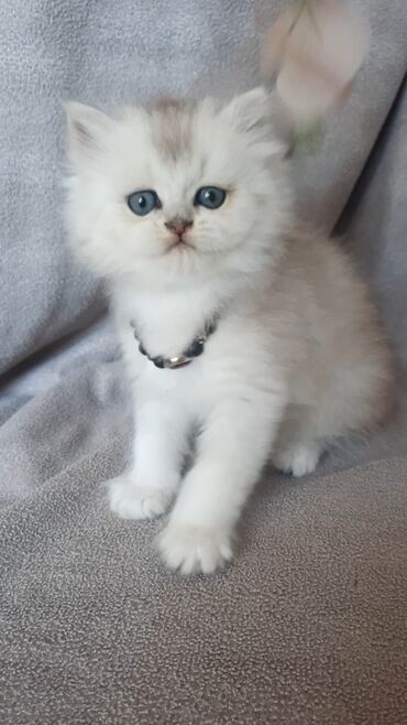 british cat: Temizqan britanski silver sinsilla (uzuntuk) pisik balasi satilir. 1.5