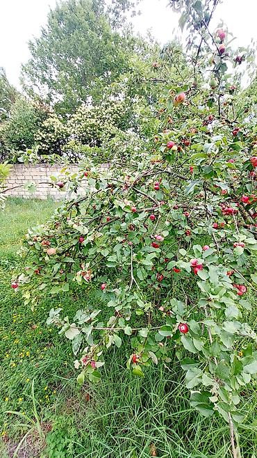 Torpaq sahələrinin satışı: 24 sot, Tikinti, Mülkiyyətçi, Kupça (Çıxarış) — 9