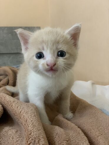 котята даром бишкек: 1 месяц, Девочка