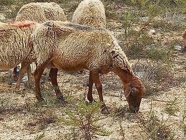 cins heyvanlar: Salam tam saglam heyvanlardir 25 bas ana qoyundur isdeyen elaqe — 4