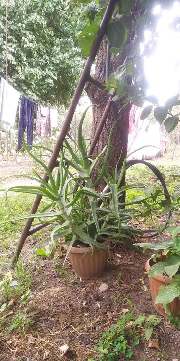 большие комнатные растения купить: Продаю алоэ . 7 лет. 3 ствола. 
Самовывоз с чон арыка