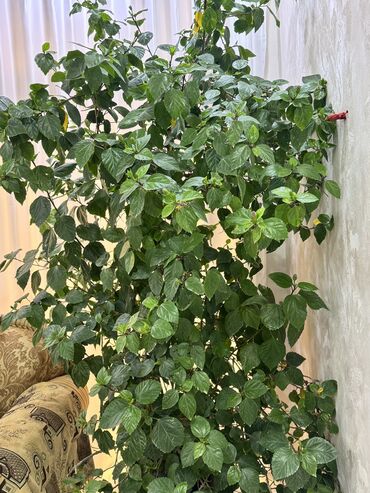 Otaq bitkiləri: Böyük ölçülü otaq bitkiləri dəsti - Fikus elastika (rezin ağacı) — 9